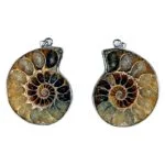 Hanger ammoniet -- 3.5 cm - Afbeelding 3