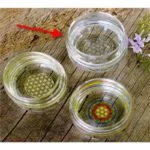 Drinkglas Mythos met Bloem des Levens wit gegraveerd -- 250 - Afbeelding 2